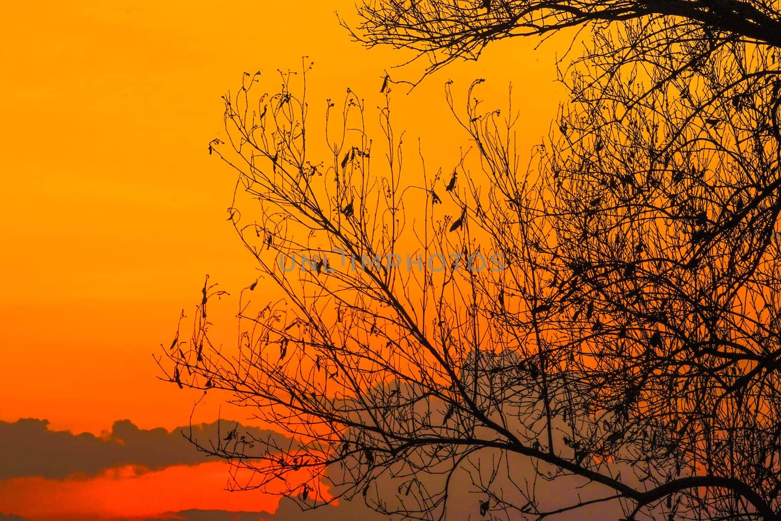 A solitary tree, its bare branches etched against a canvas of fiery orange and soft purple hues. The setting sun casts long shadows, creating a dramatic silhouette against the vibrant sky.