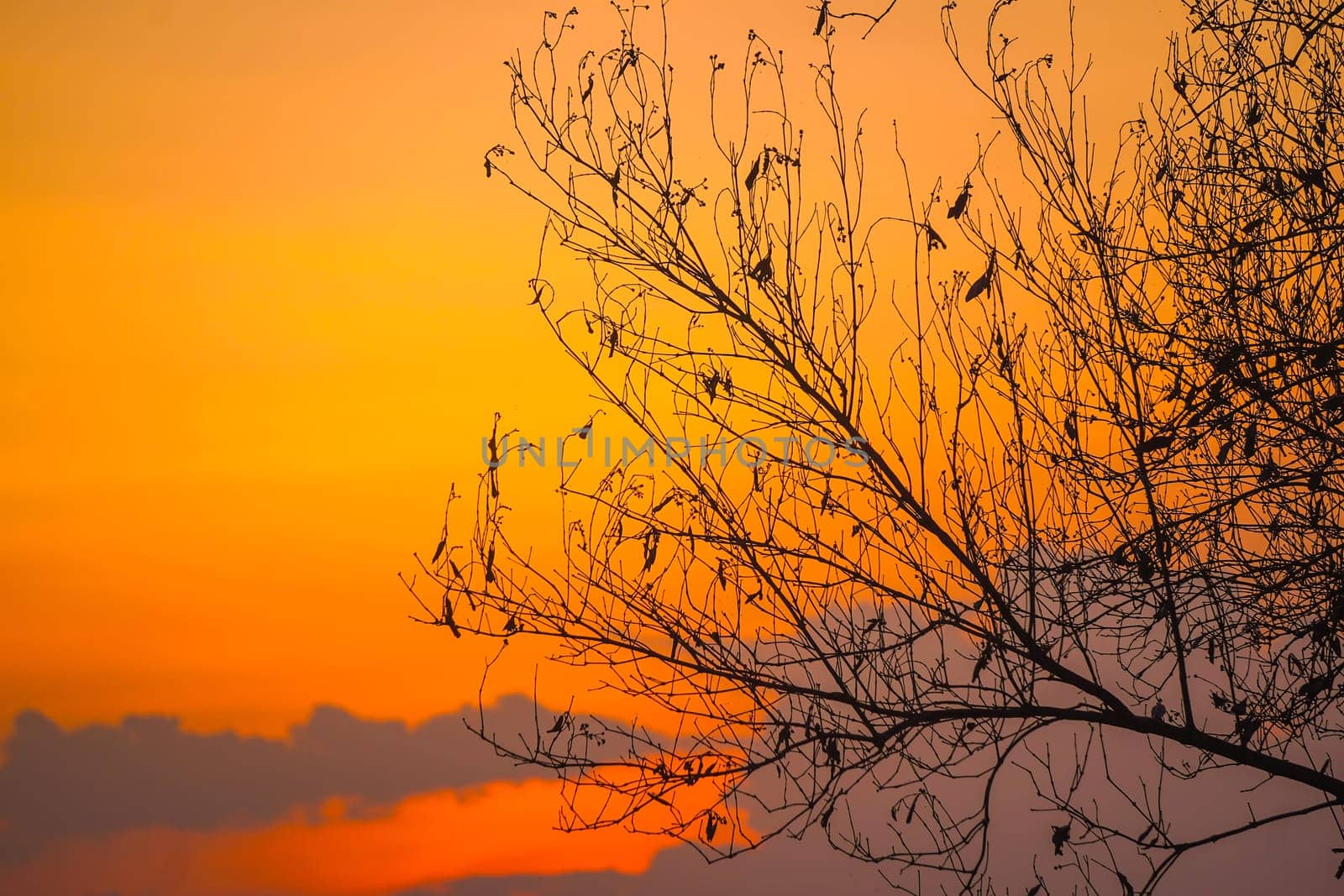 A solitary tree, its bare branches etched against a canvas of fiery orange and soft purple hues. The setting sun casts long shadows, creating a dramatic silhouette against the vibrant sky.