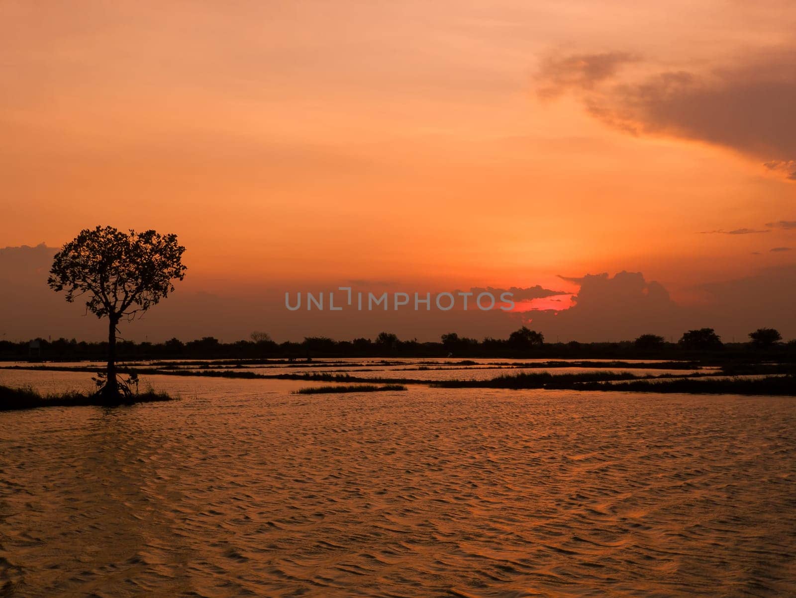 A silhouette of a tree stands tall against a vibrant sunset over a flooded rice field in Surabaya, Indonesia.