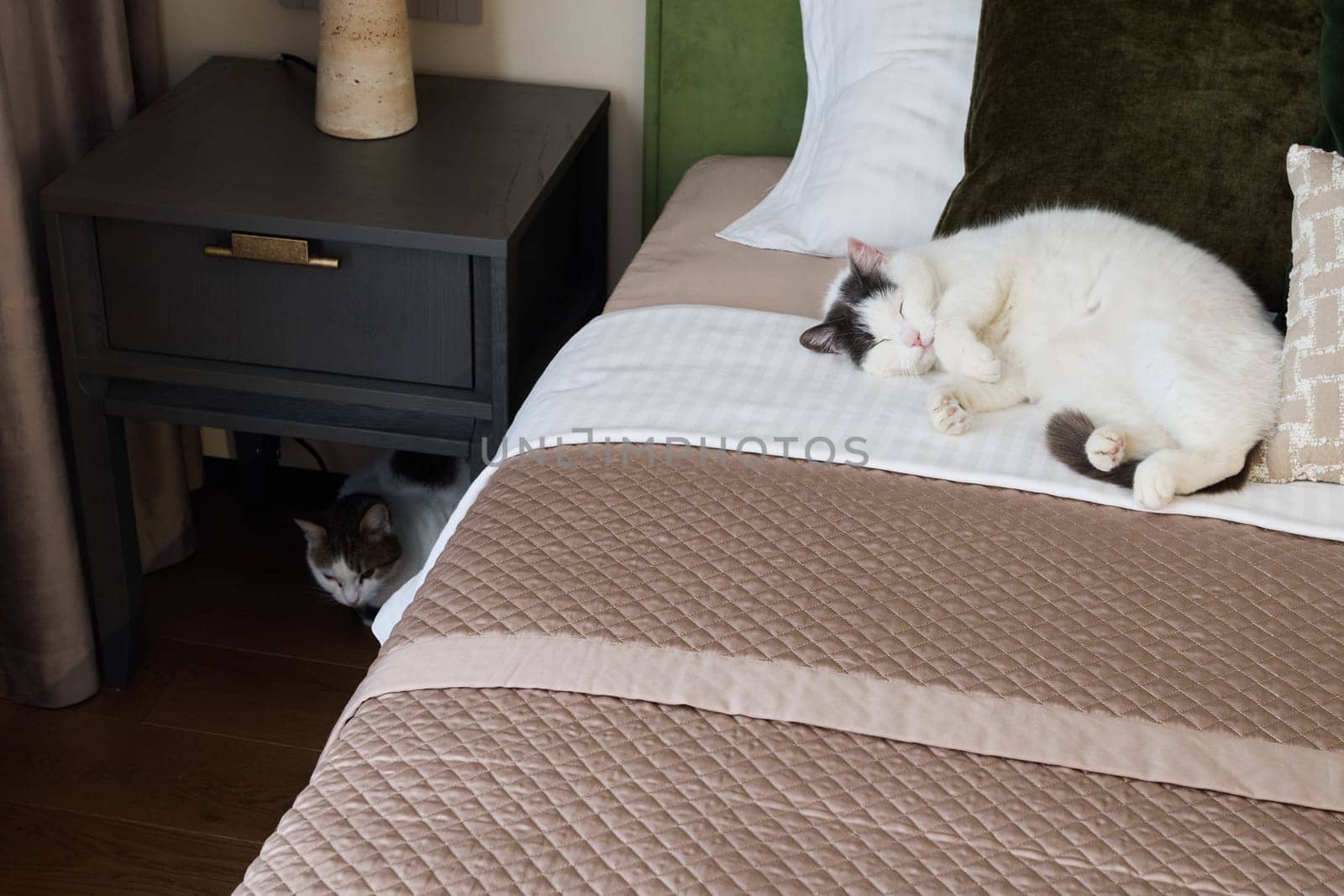 Two cozy cats are lounging comfortably in a stylish, welldecorated bedroom, enhancing the serene atmosphere