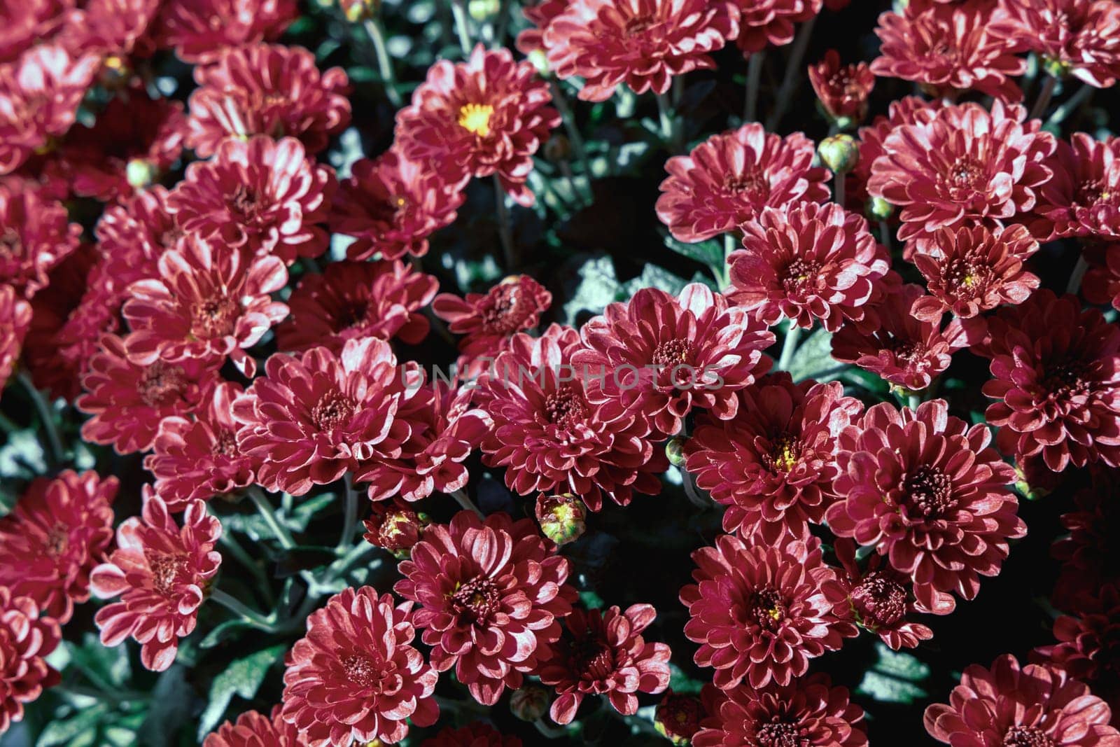Background with beautiful autumn flowers asters. High quality photo