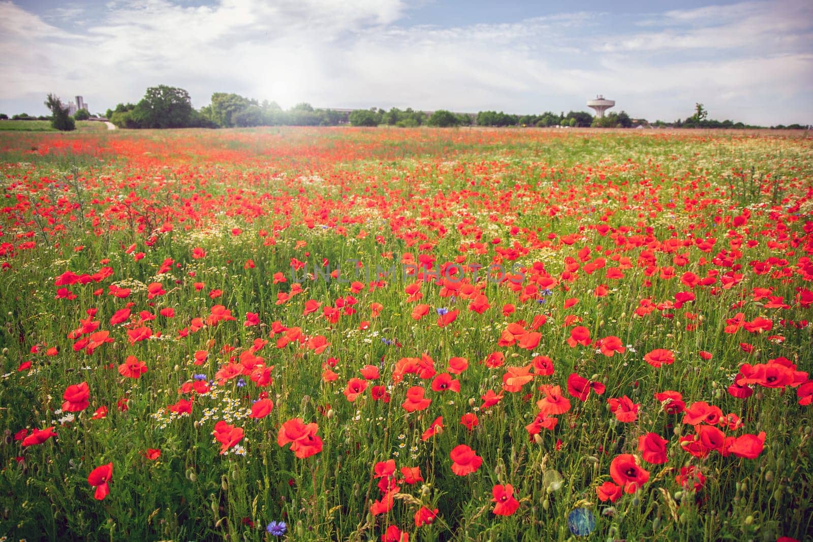 Beautiful green field with red poppy flowers. High quality photo