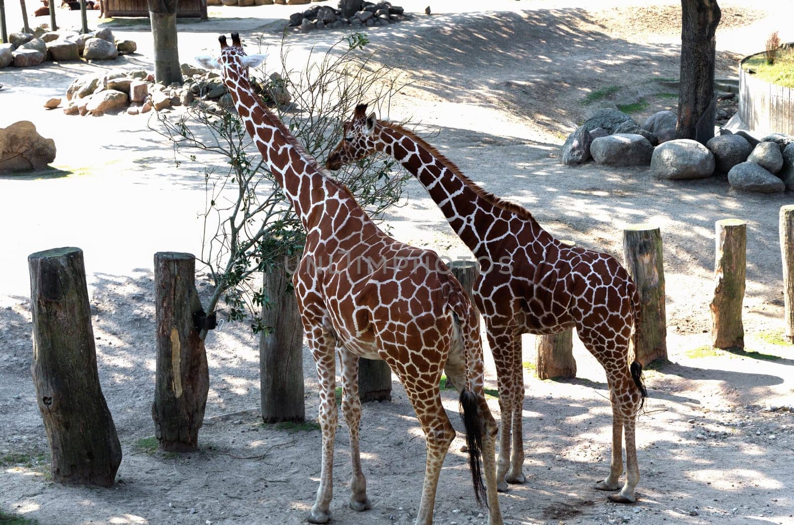 Group of giraffes in a nature park on a sunny day.