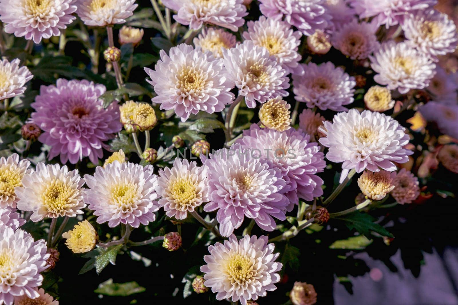 Background with beautiful autumn flowers asters. High quality photo