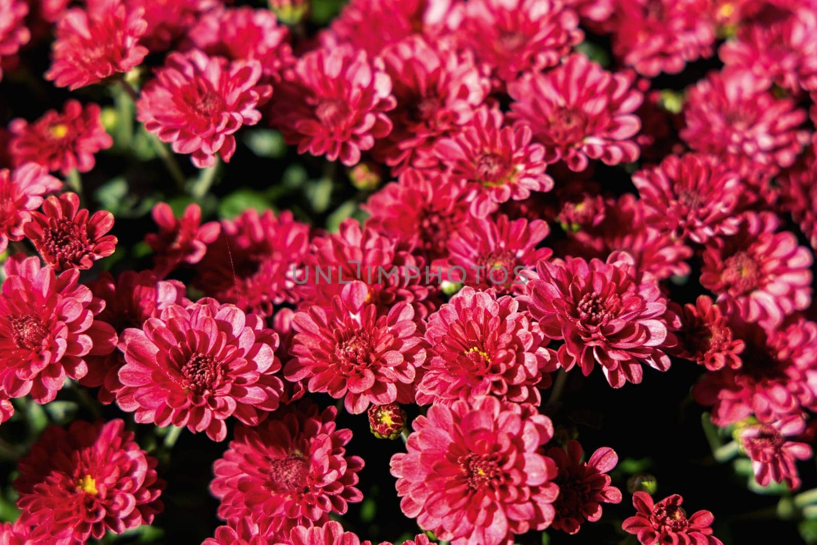 Background with beautiful autumn flowers asters. High quality photo