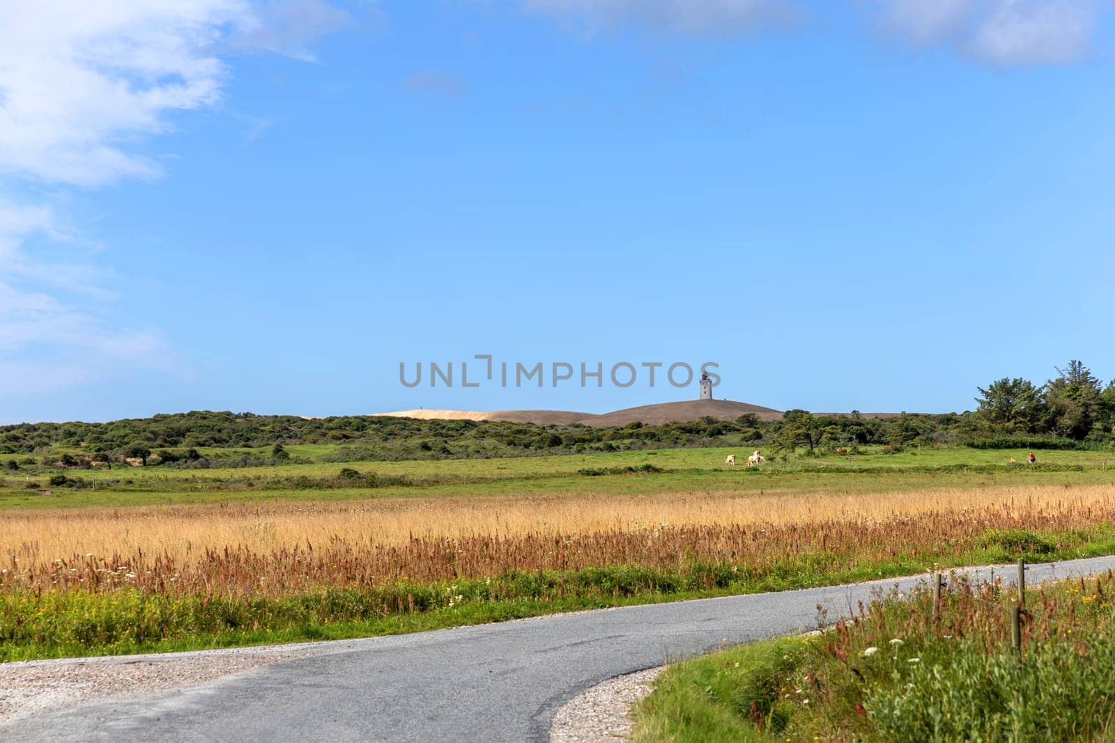 Country road in the middle of a field. Rural landscape. High quality photo