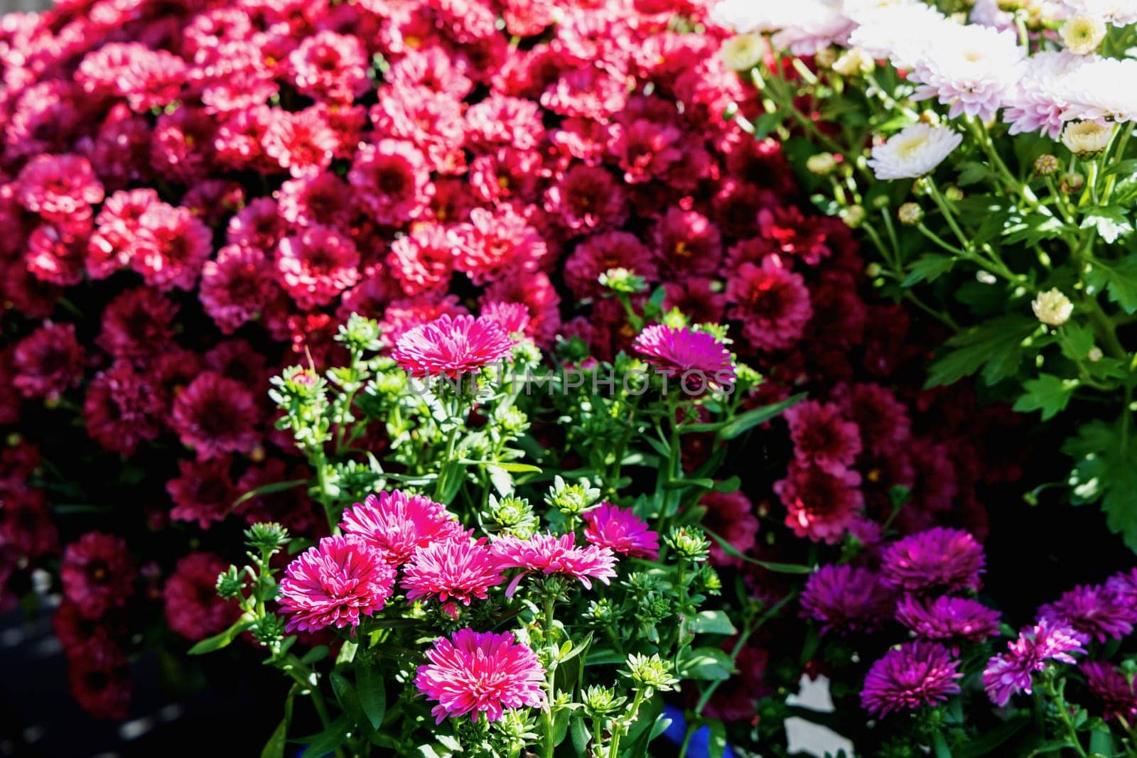 Background with beautiful autumn flowers asters. High quality photo