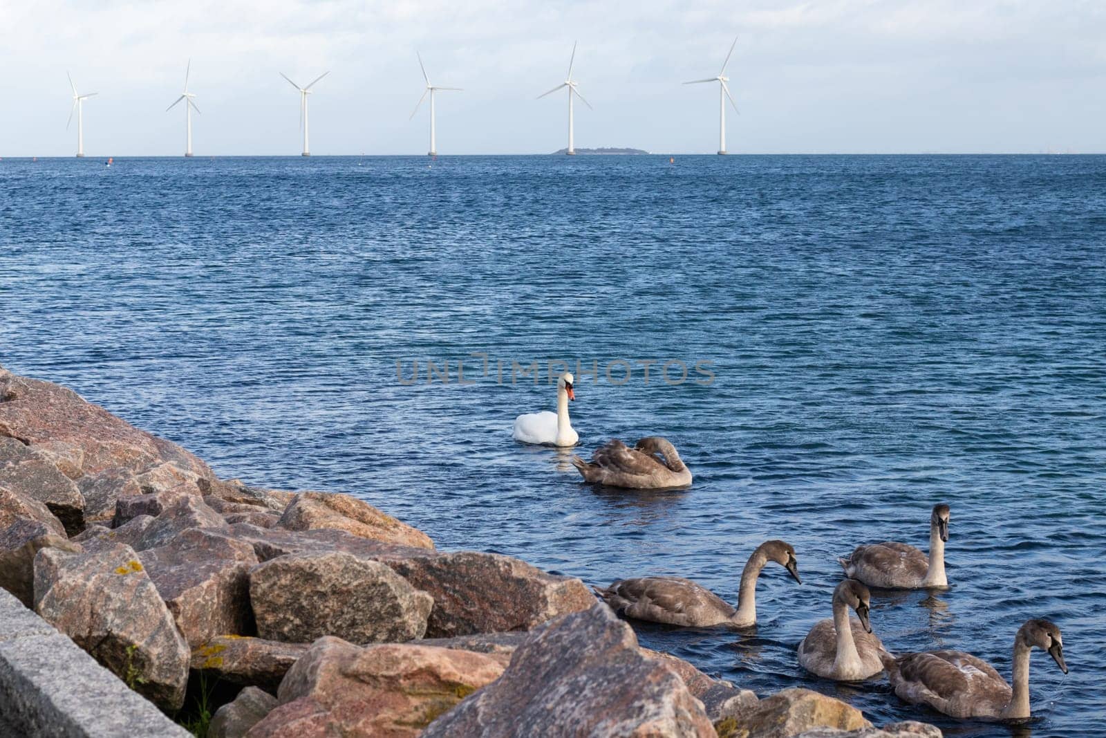 Flock of swans on the sea and Wind turbine farm power genarator in beautiful nature landscape. High quality photo