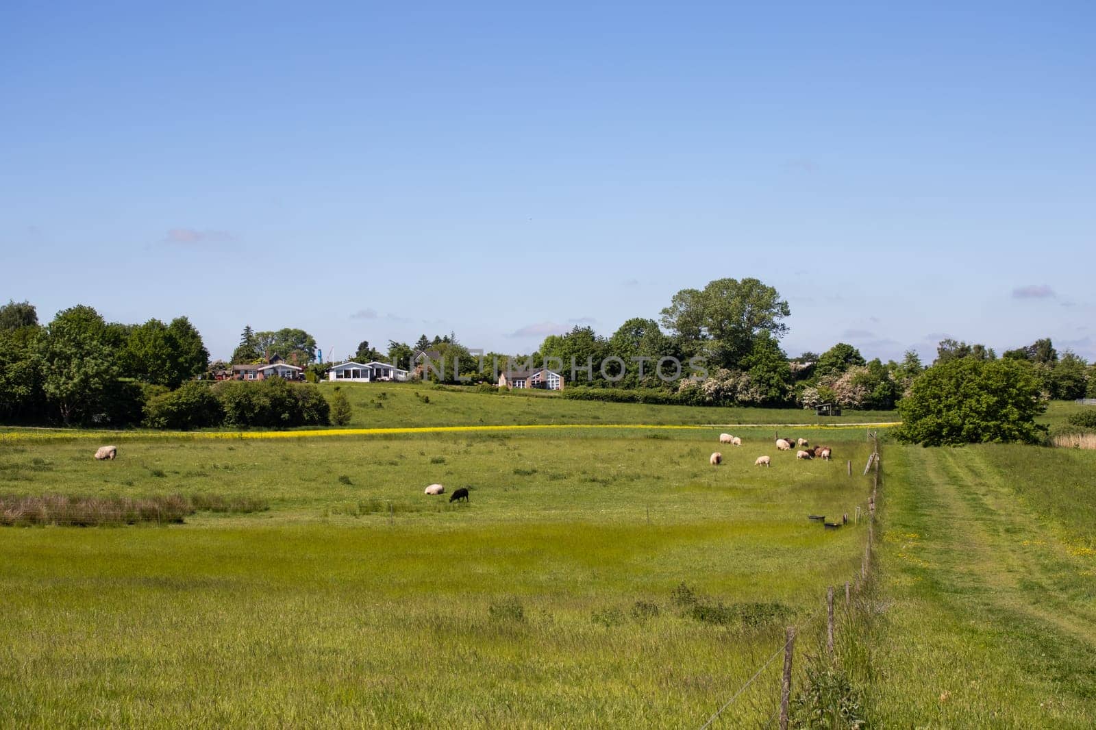 Rural landscape green field with sheep on a summer day. High quality photo