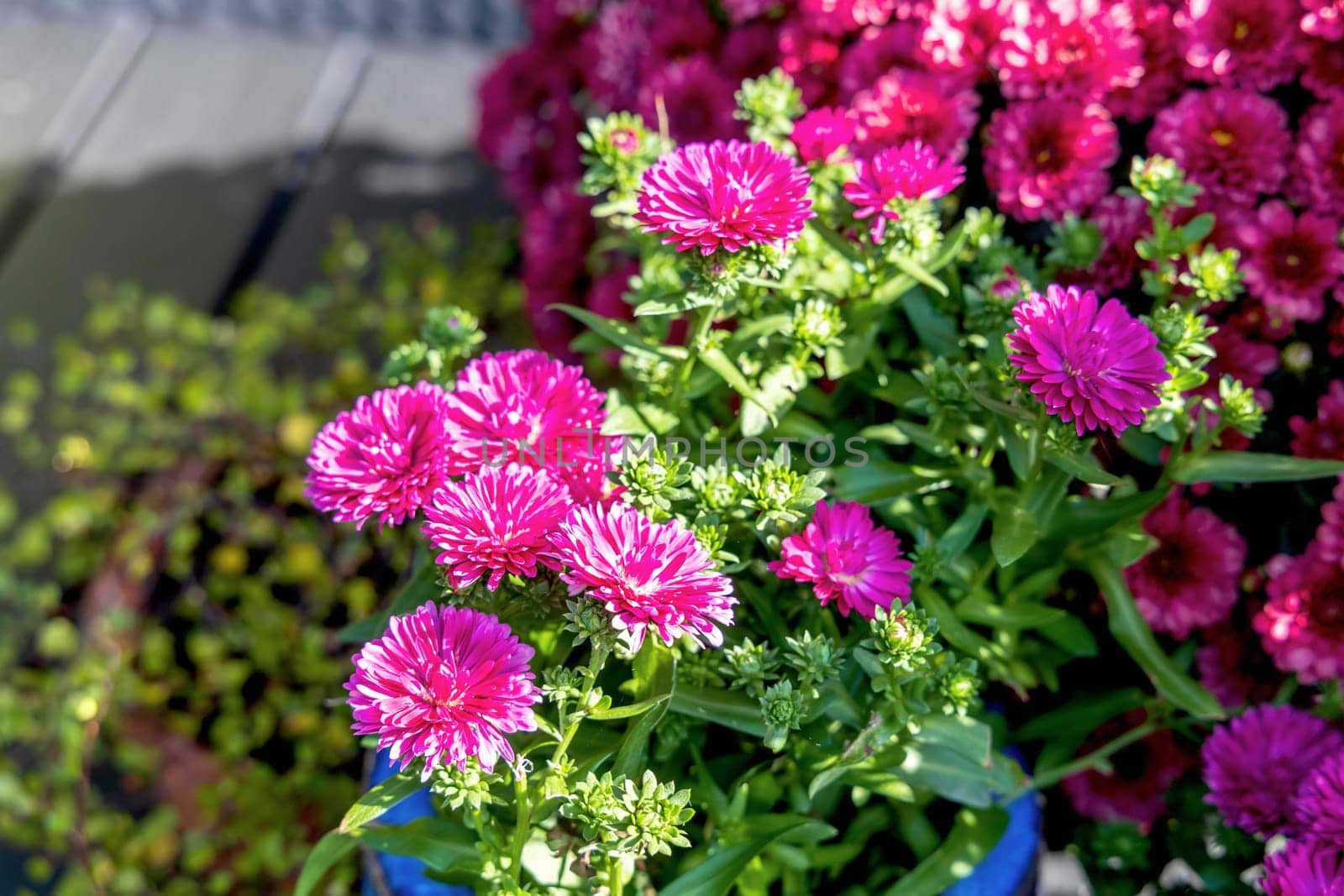 Background with beautiful autumn flowers asters. High quality photo