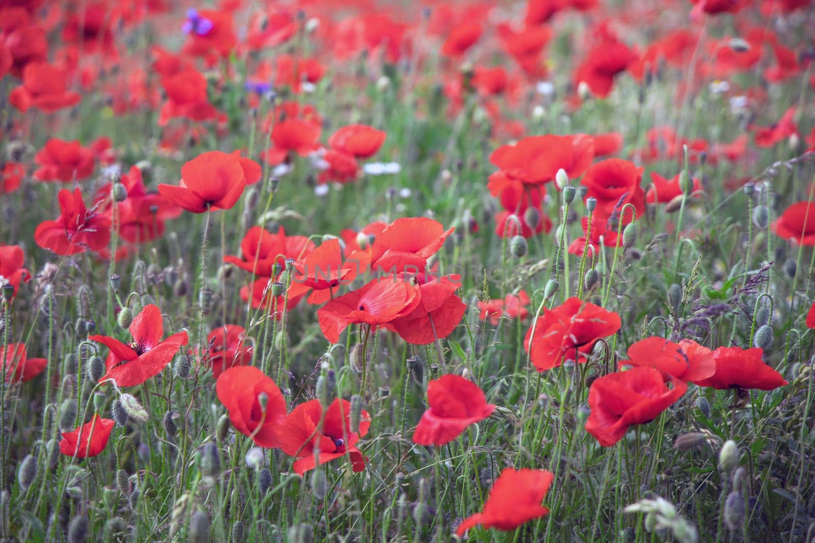 Beautiful green field with red poppy flowers. High quality photo