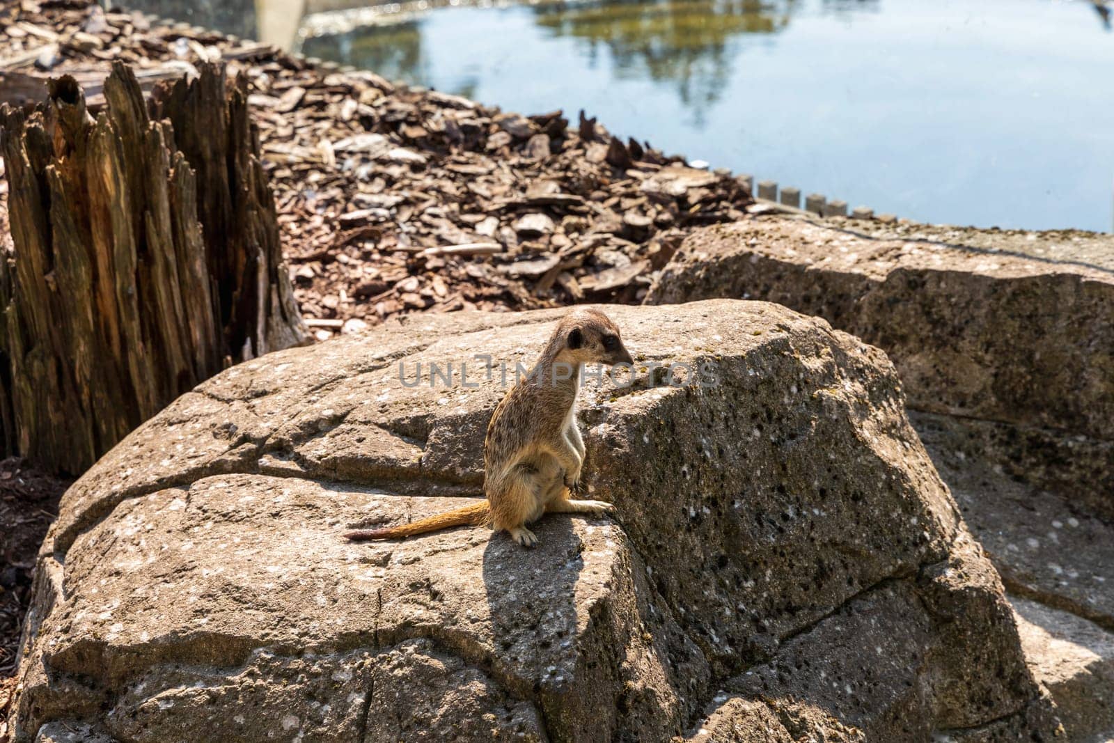Beautiful meerkat or suricate sits on its hind legs and looks into the distance.
