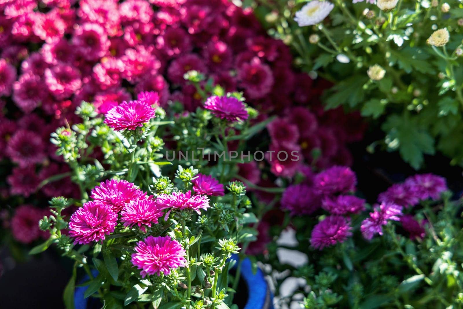 Background with beautiful autumn flowers asters. High quality photo