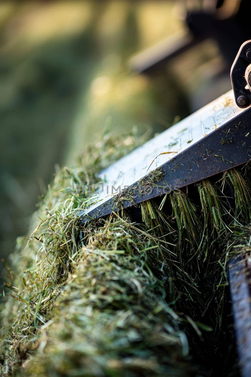 Close-up view of a large forage harvester blade slicing through green hay, the sharpness and precision of the equipment. the foreground details the freshly cut grass, emphasizing modern agricultural technology.