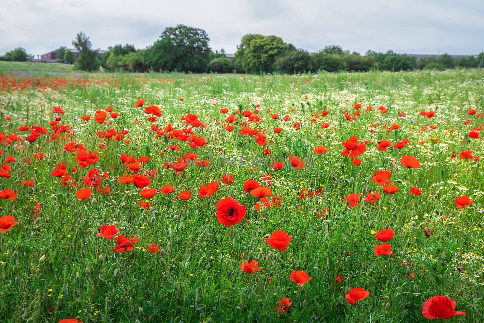 Beautiful green field with red poppy flowers. High quality photo