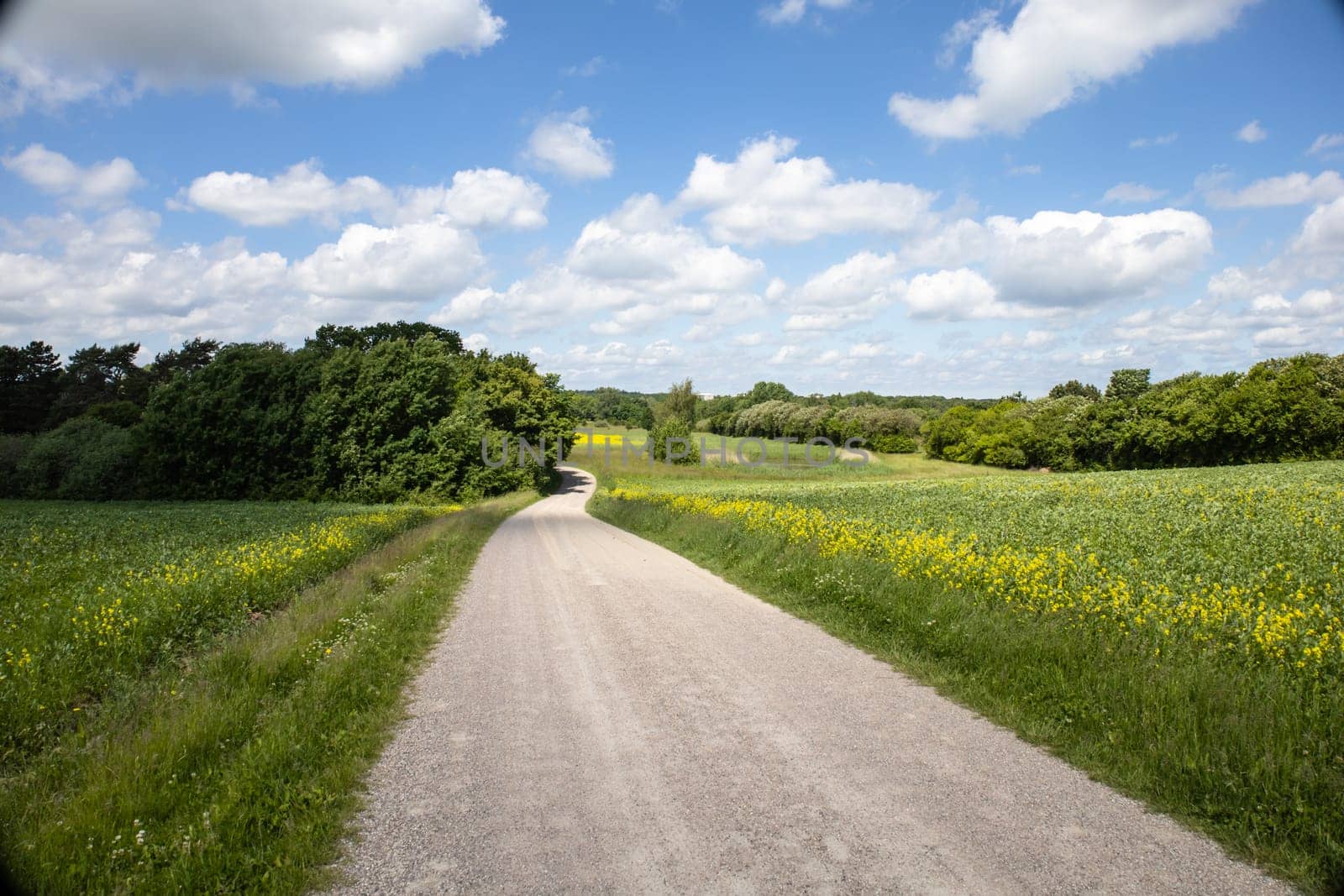 Rapeseed fields panorama. Blooming yellow canola flower meadows and blue sky with clouds. High quality photo