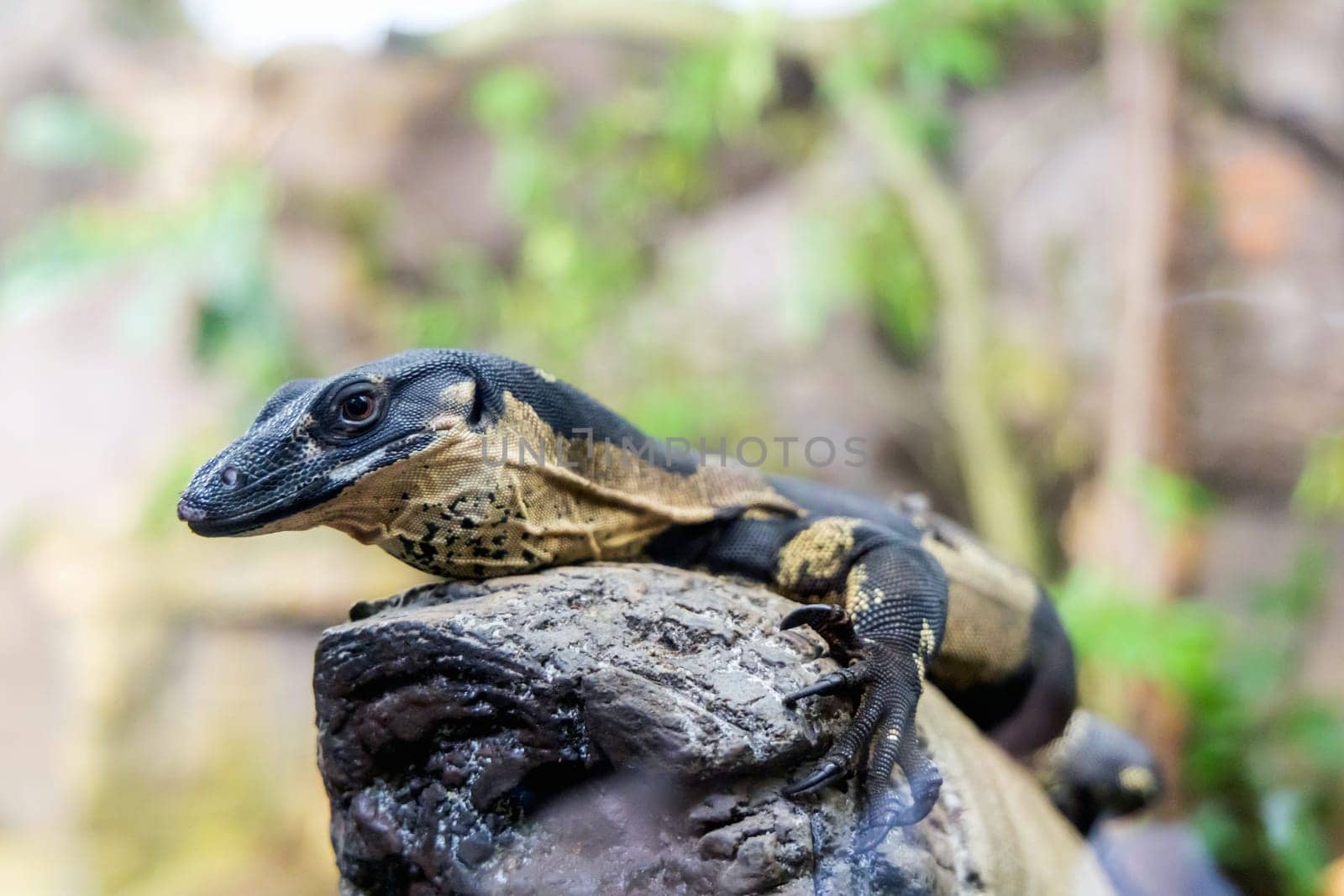 Portrait of a monitor lizard sitting on a tree in nature. High quality photo