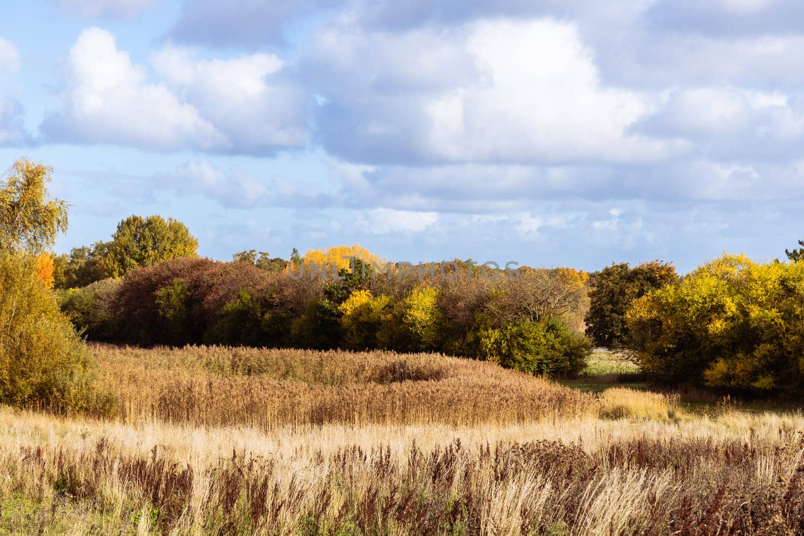 Beautiful autumn landscape with yellow leaves of trees and blue sky on a sunny day. High quality photo