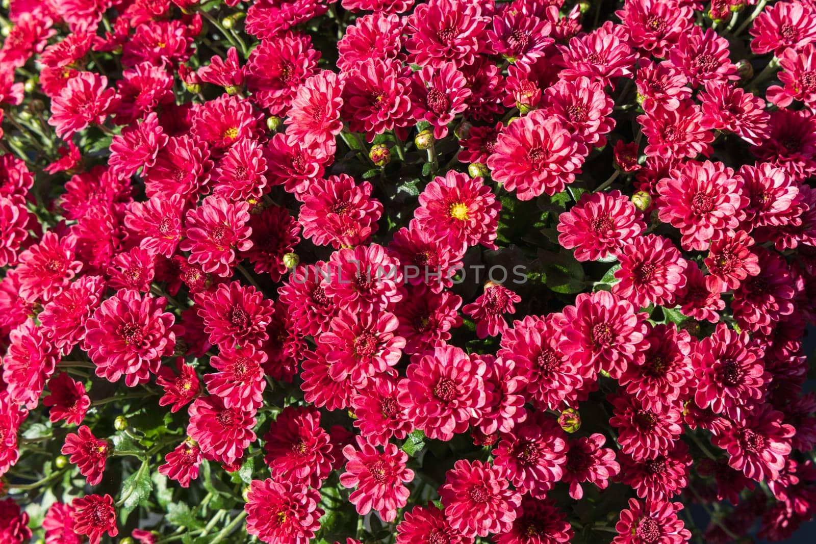 Background with beautiful autumn flowers asters. High quality photo