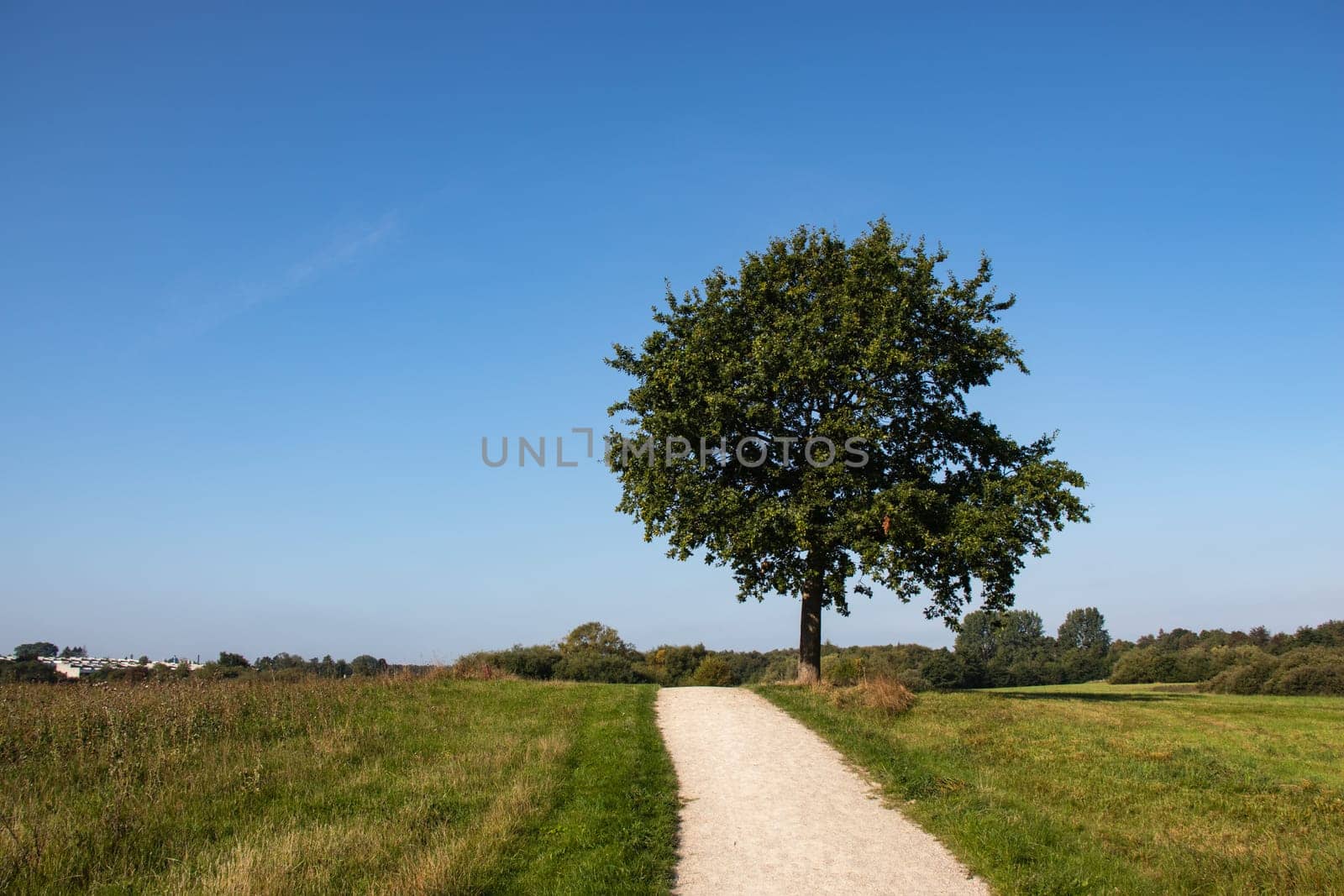 Beautiful summer landscape of farmlands. Lonely tree by countryside road. High quality photo