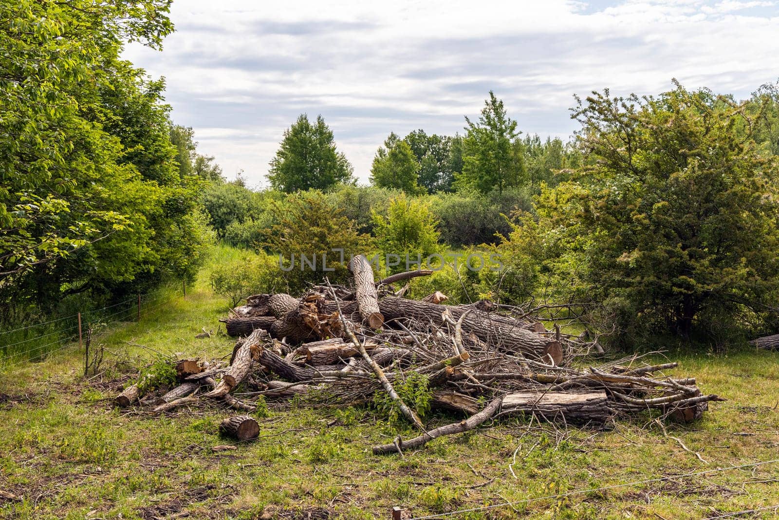 Broken tree trunk. Heap with cut down trees. Tree sawdust. Cleaning dry woods or dry branches.