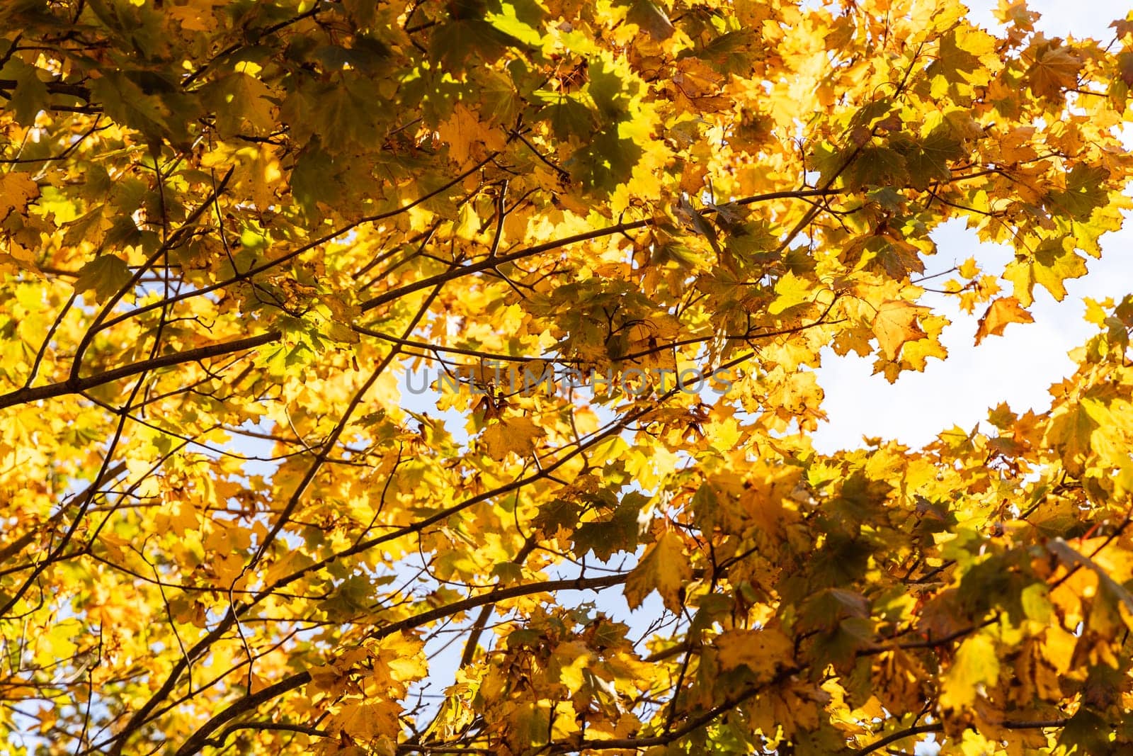 Beautiful autumn landscape with yellow leaves of trees and blue sky on a sunny day. High quality photo