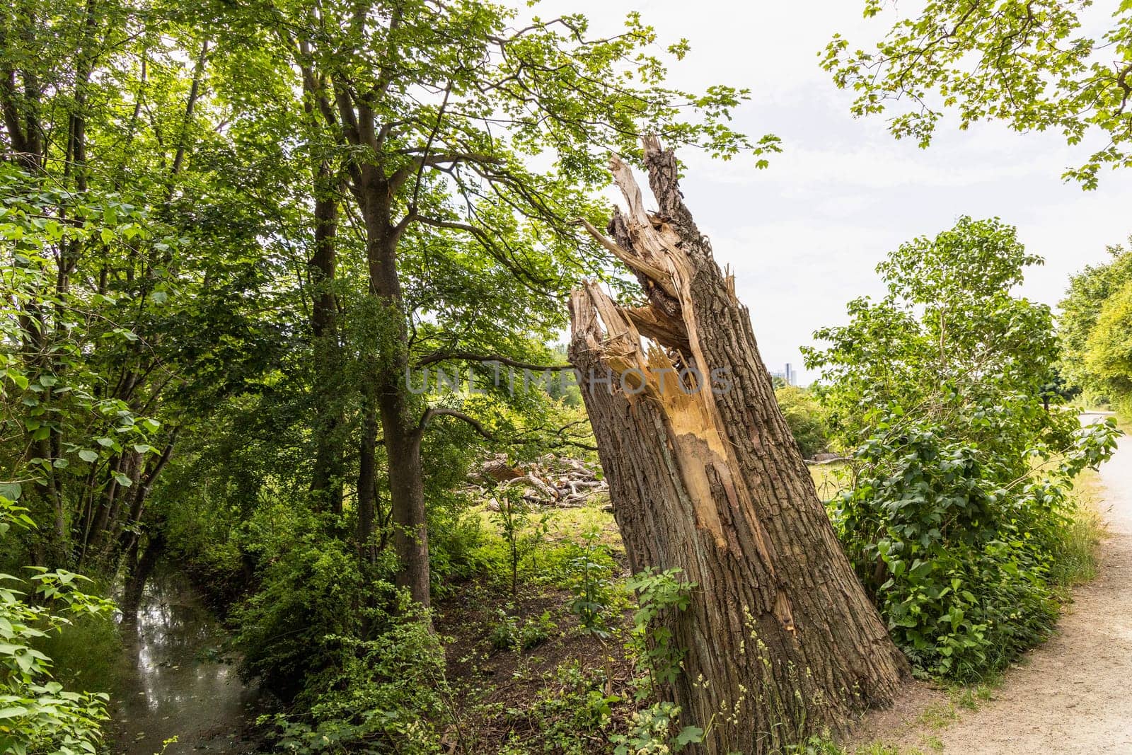 Broken tree trunk. A large and old tree broke from a strong wind or a hurricane.