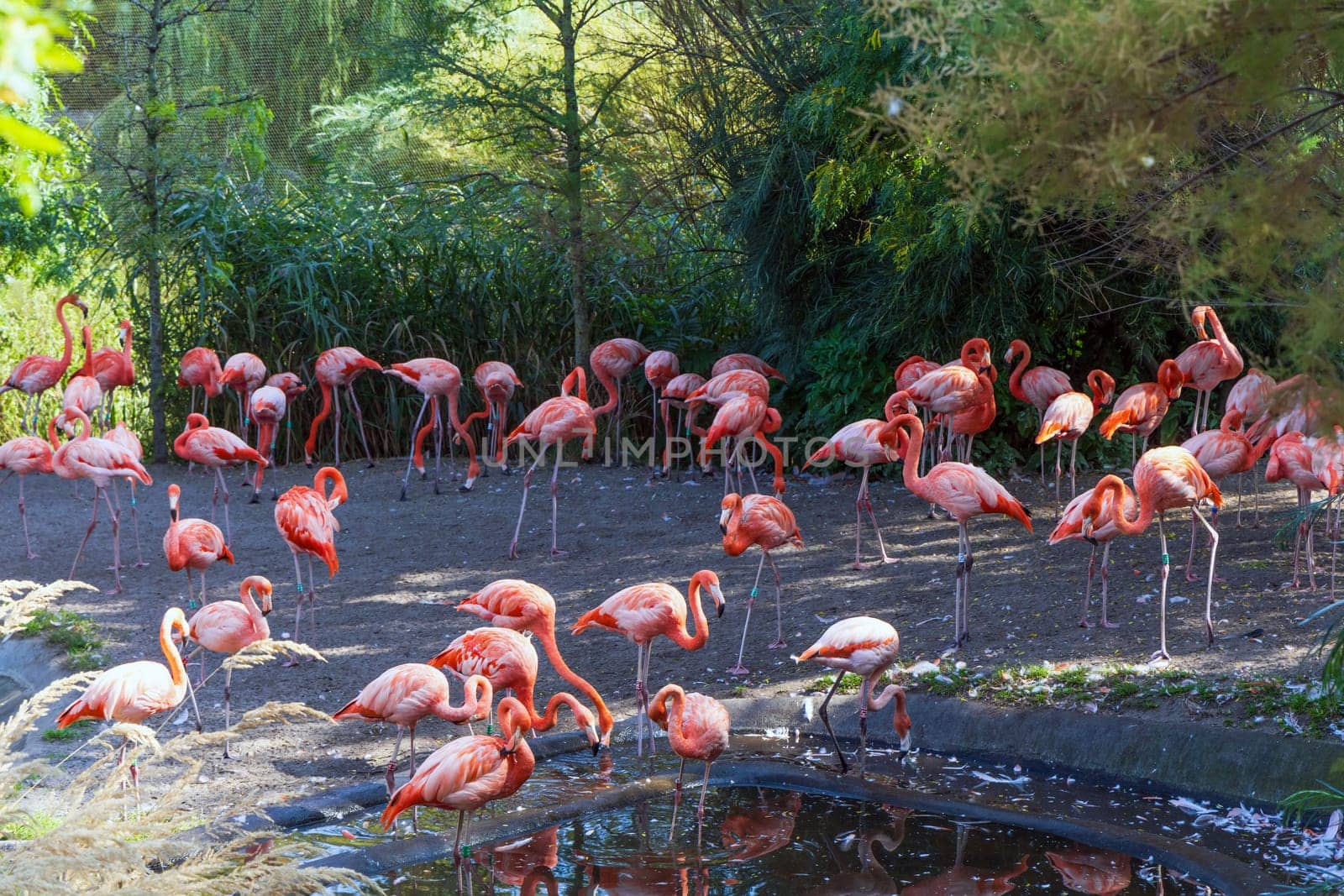 A flock of pink flamingo birds in the park. High quality photo