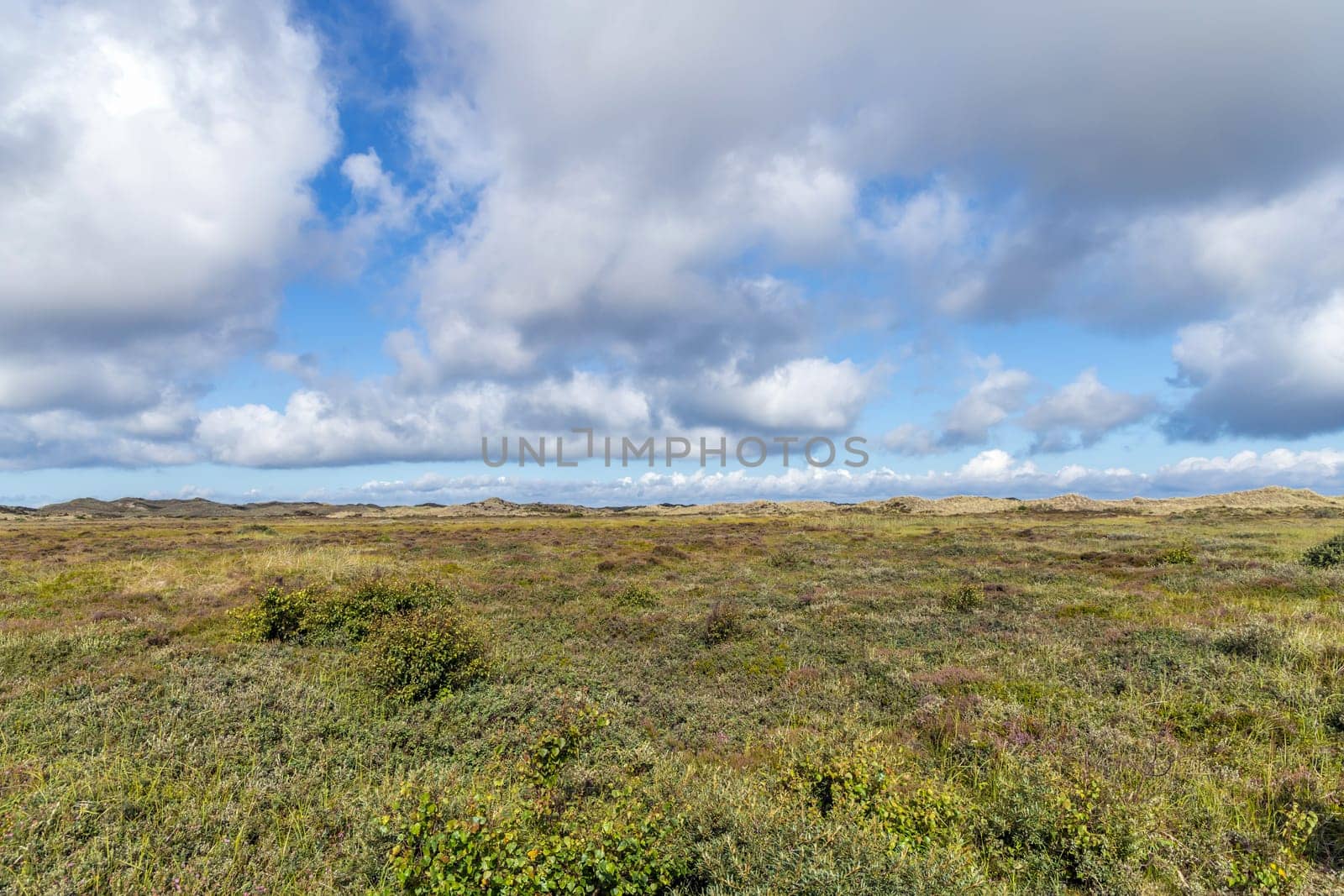 Natural landscape with sand dunes covered with bushes and grass.