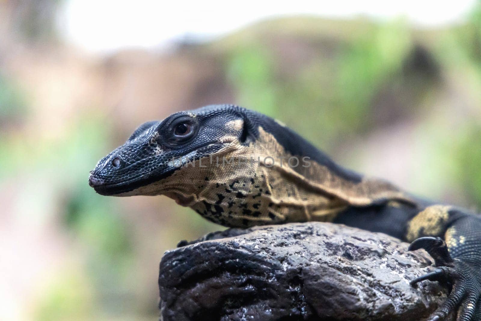 Portrait of a monitor lizard sitting on a tree in nature. High quality photo