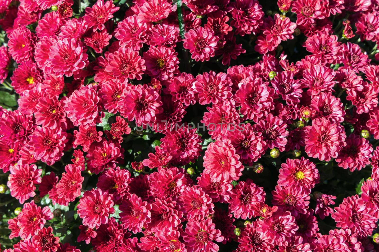 Background with beautiful autumn flowers asters. High quality photo