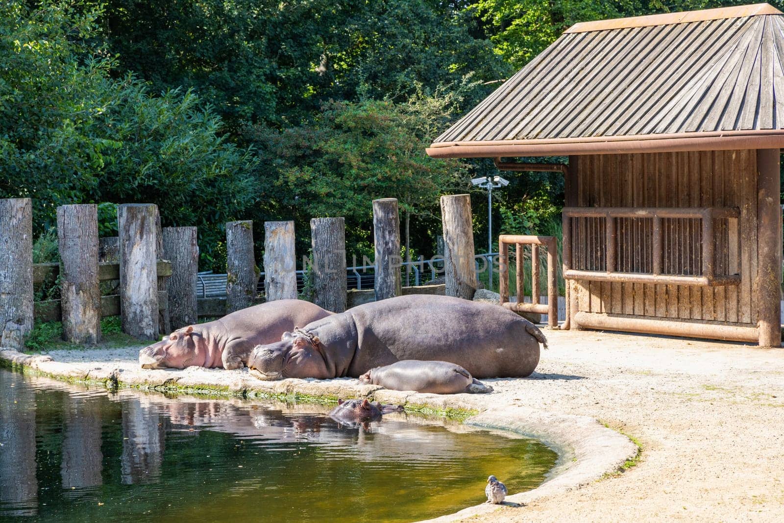 Two large hippos are resting by the pond on a sunny day