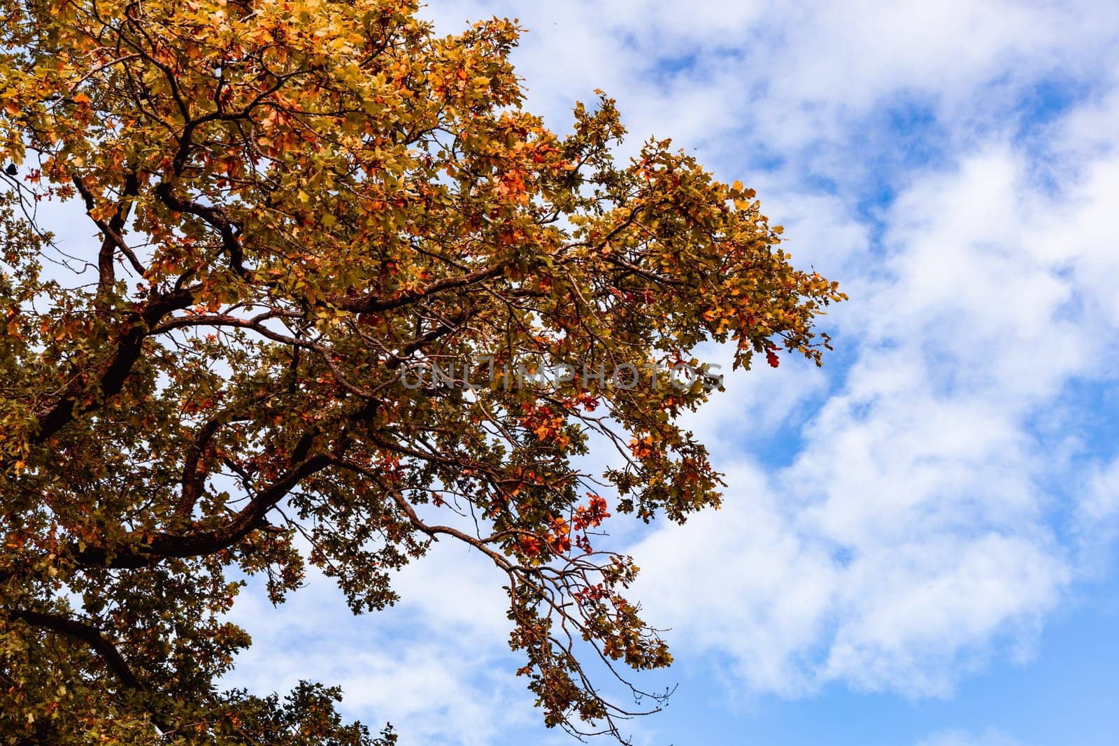 Beautiful autumn landscape with yellow leaves of trees and blue sky on a sunny day. High quality photo