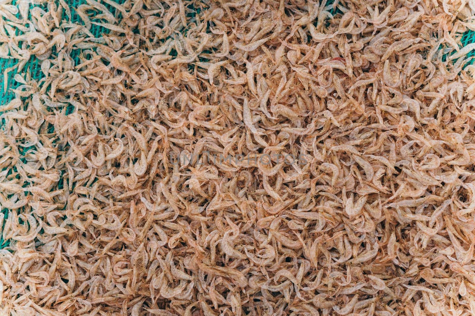 Plenty of dry shrimp background market for sell. Close-up pile texture detail bright light pink pale tone.