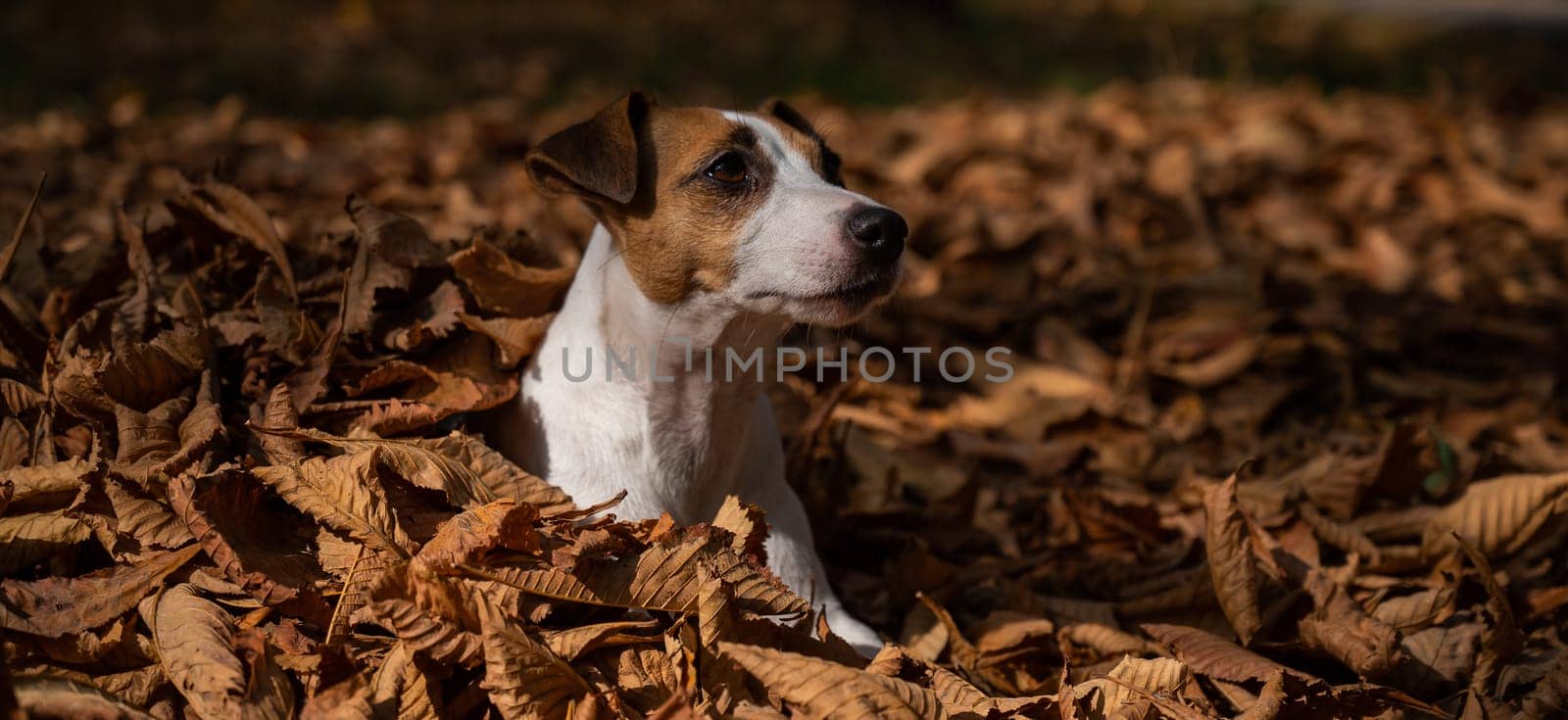 Jack Russell Terrier dog in a pile of yellow fallen leaves