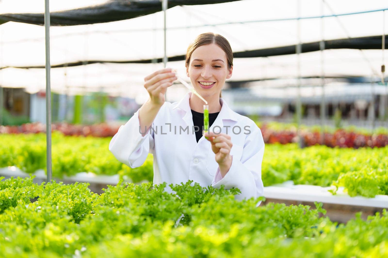 Woman Farmer harvesting vegetable and audit quality from hydroponics farm. Organic fresh vegetable, Farmer working with hydroponic vegetables garden harvesting, small business concepts