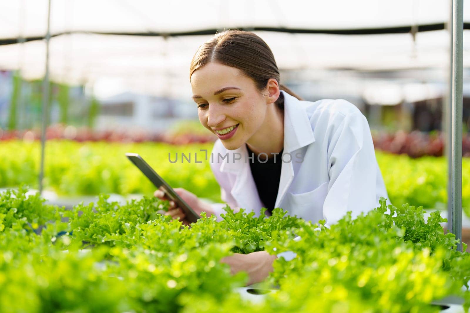 Woman Farmer harvesting vegetable and audit quality from hydroponics farm. Organic fresh vegetable, Farmer working with hydroponic vegetables garden harvesting, small business concepts. by Manastrong