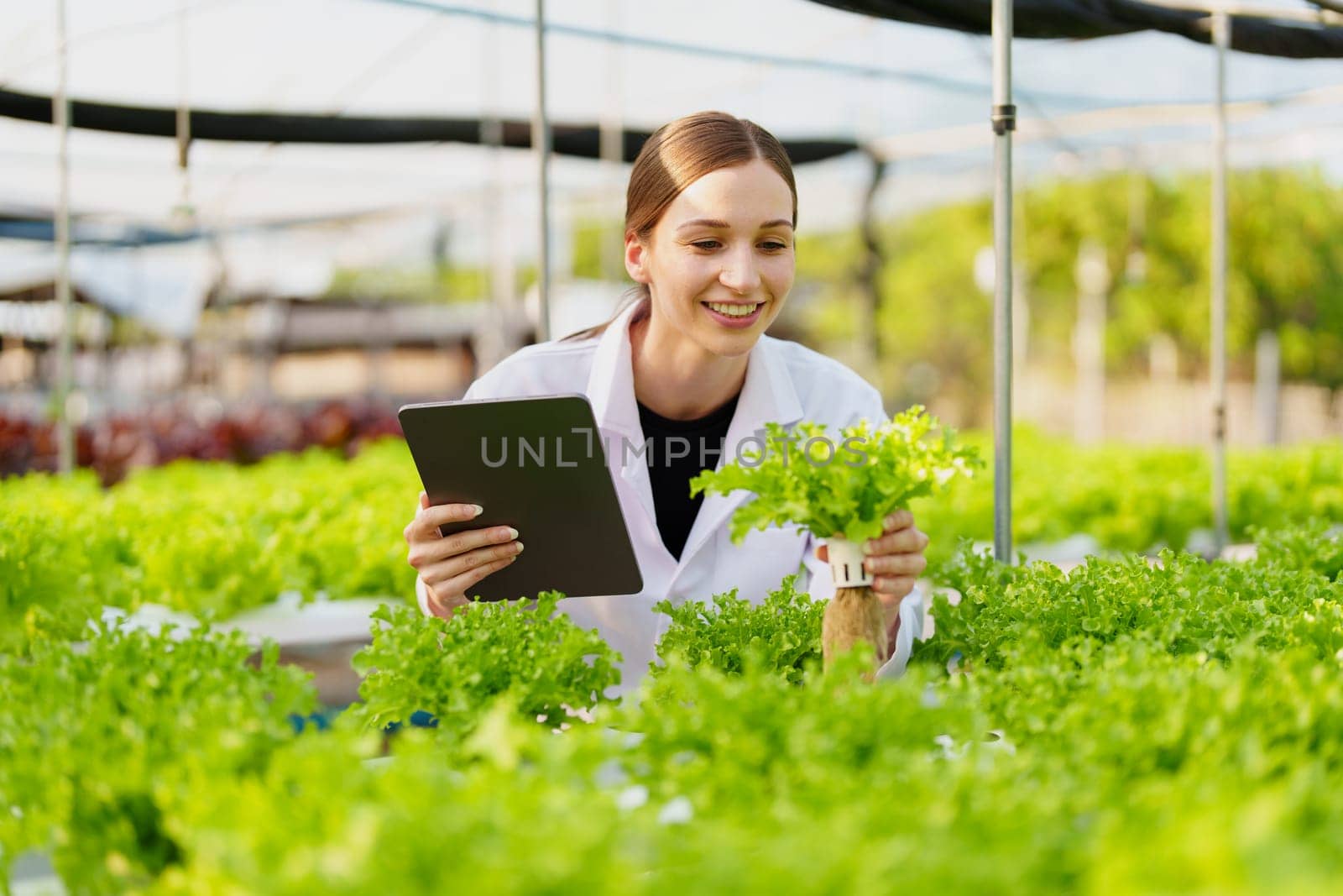 Woman Farmer harvesting vegetable and audit quality from hydroponics farm. Organic fresh vegetable, Farmer working with hydroponic vegetables garden harvesting, small business concepts. by Manastrong