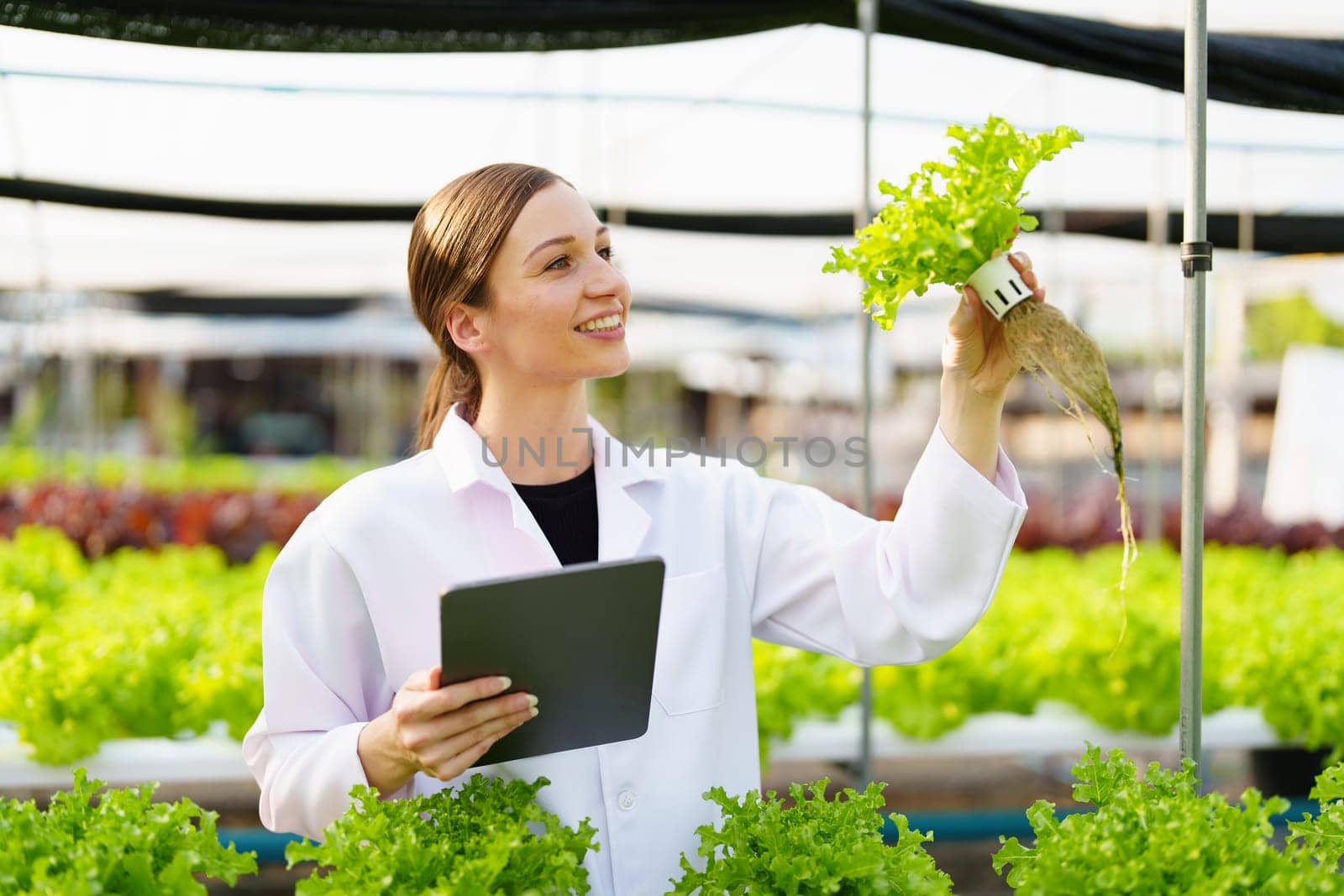 Woman Farmer harvesting vegetable and audit quality from hydroponics farm. Organic fresh vegetable, Farmer working with hydroponic vegetables garden harvesting, small business concepts. by Manastrong