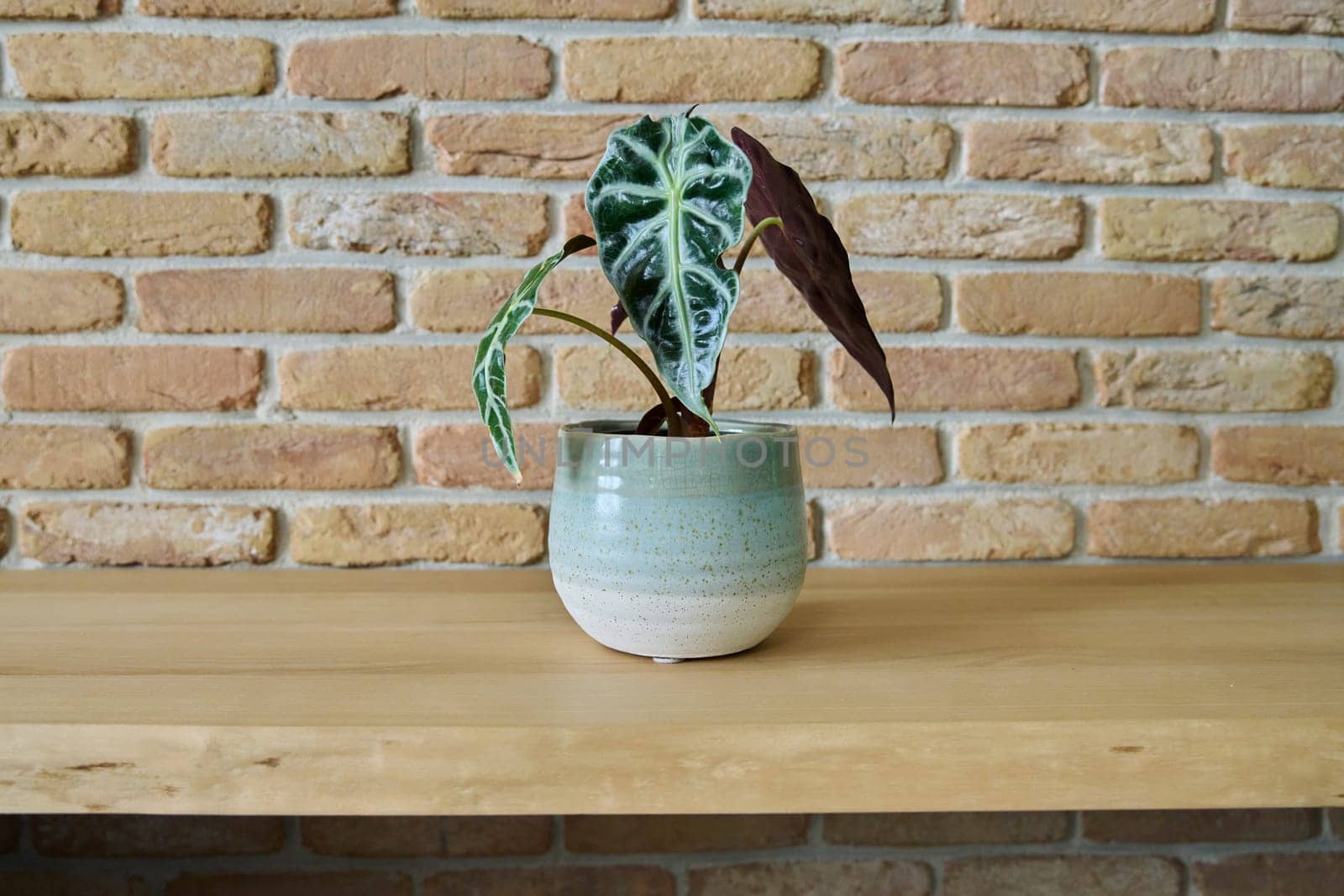 Single plant in pot, Alocasia Amazonica Sanderiana on wooden table, brick wall background. Background, copy space, design style interior, decor, house, plants concept