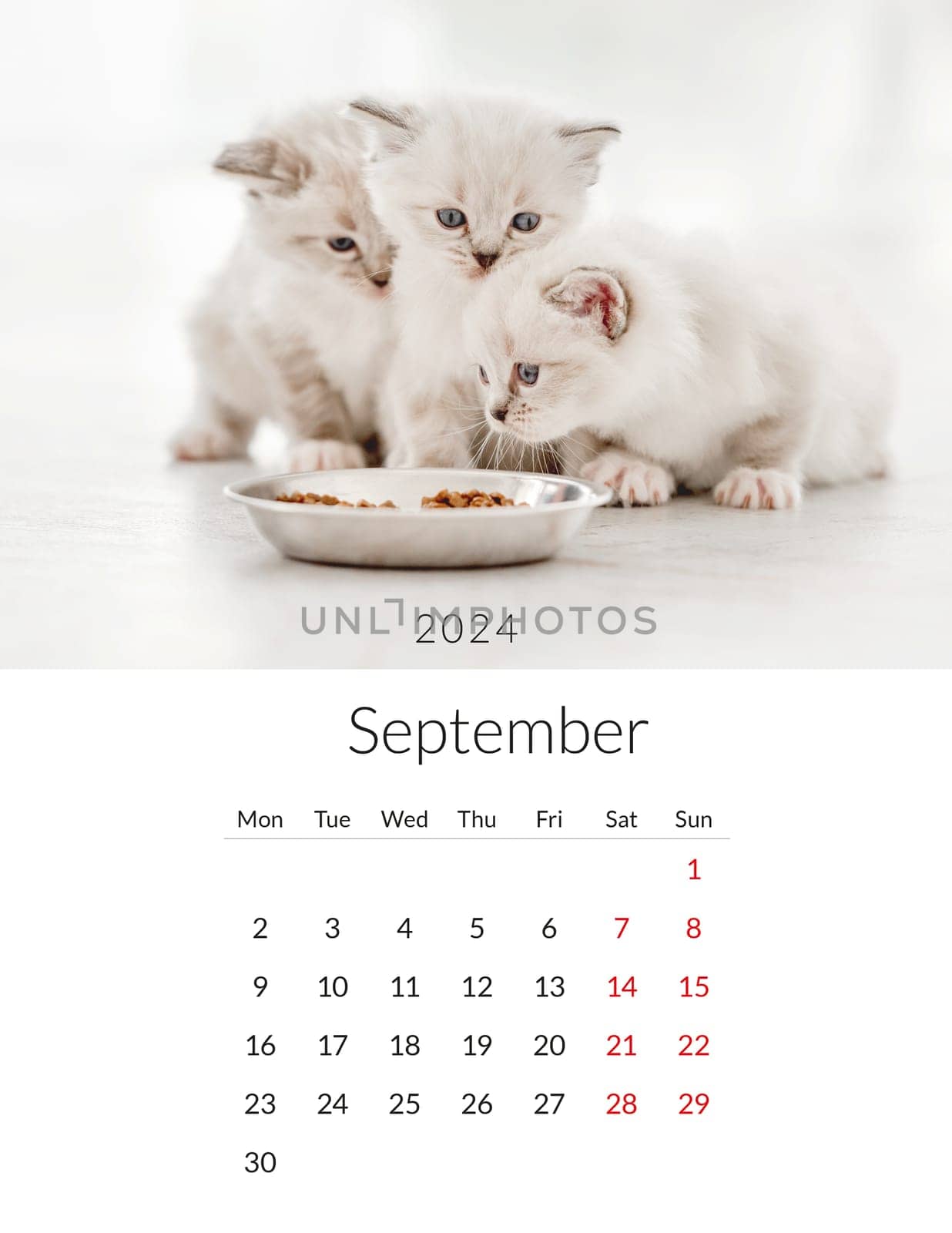 September 2024 Photo calendar with cute cats. Annual daily planner template with feline kitty animals. The week starts on Monday