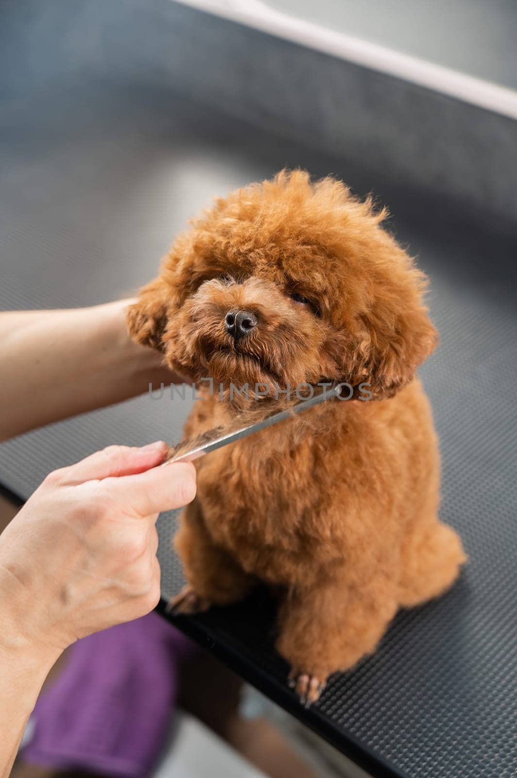Woman combing a toy poodle during a haircut in a grooming salon. by mrwed54