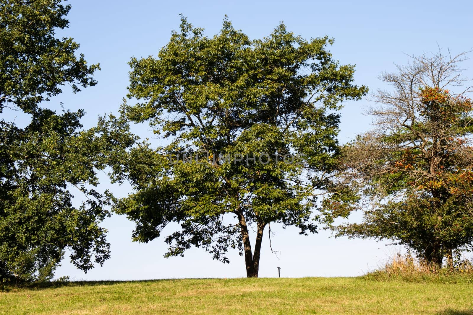 Beautiful summer landscape. Lonely tree by countryside. High quality photo