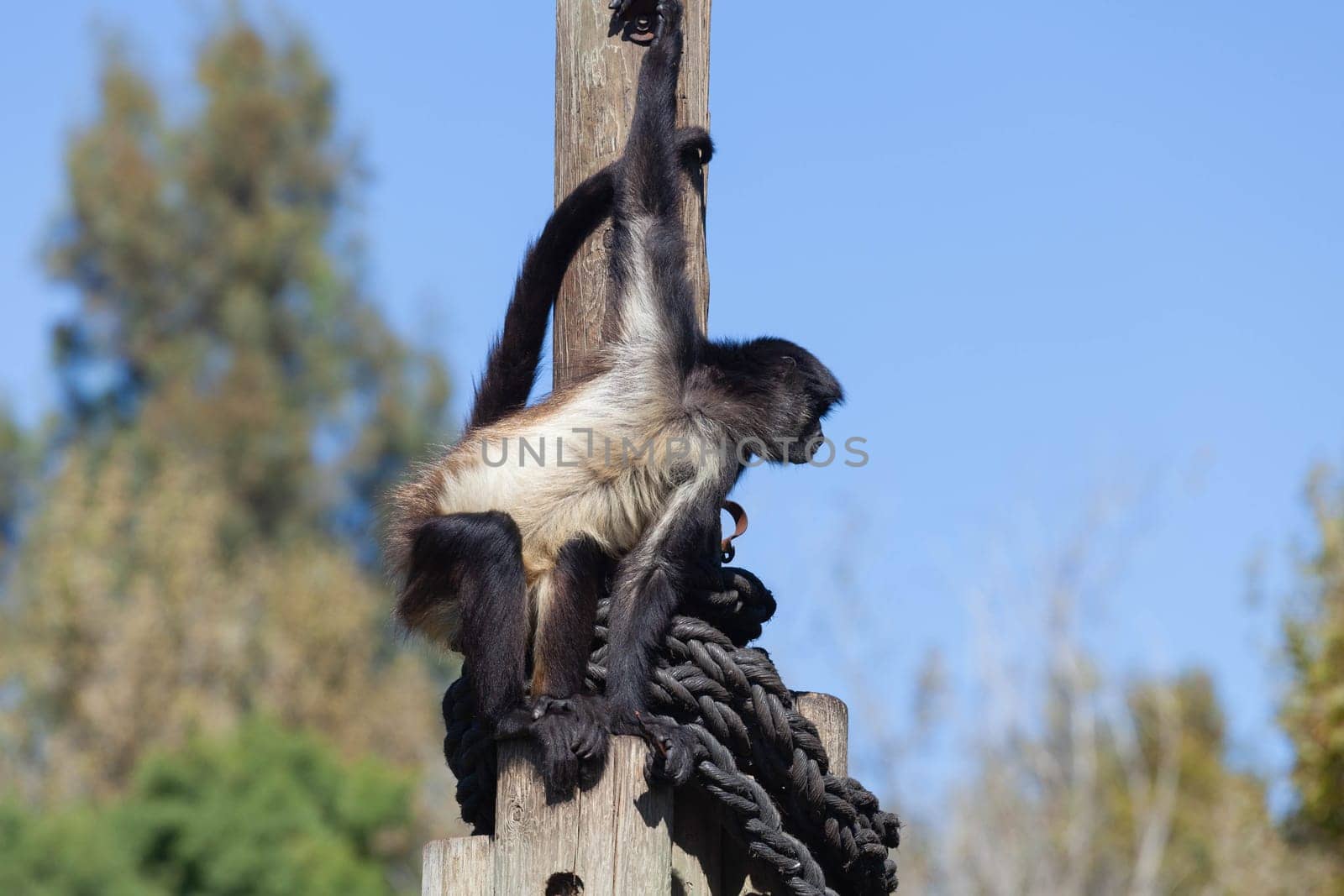 A huge alpha male baboon monkey rests by the river bank. High quality photo