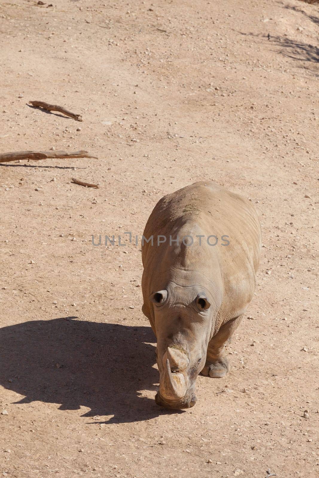 A huge alpha male baboon monkey rests by the river bank. High quality photo