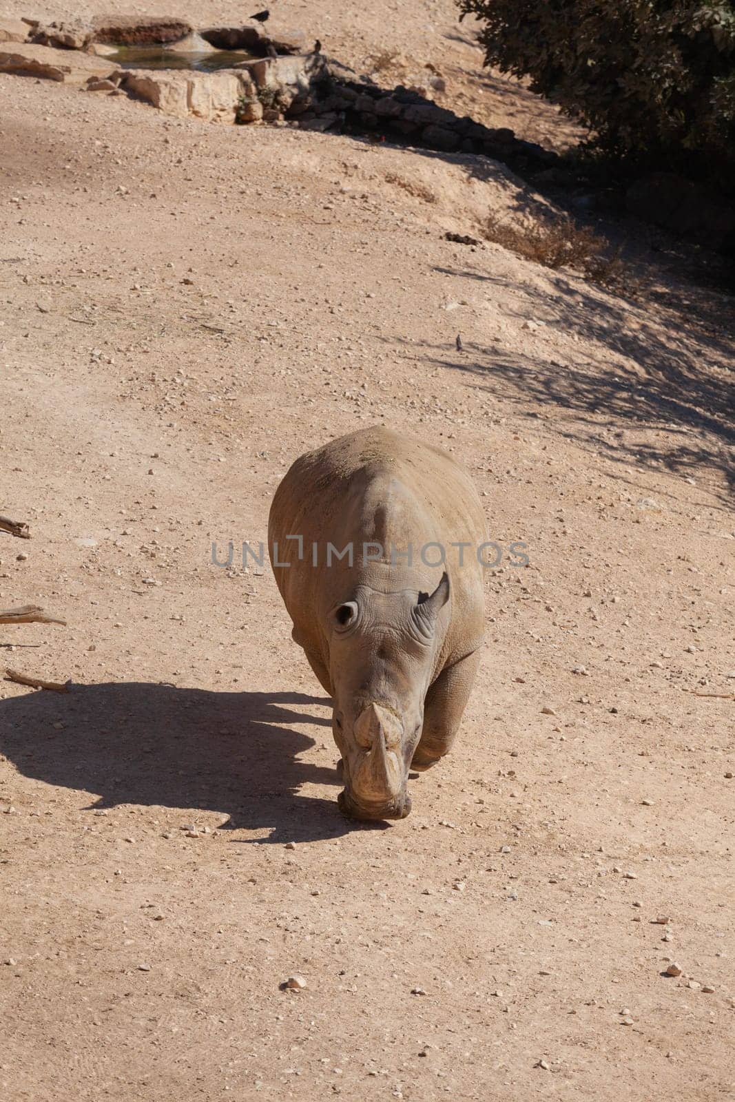 A huge alpha male baboon monkey rests by the river bank. High quality photo