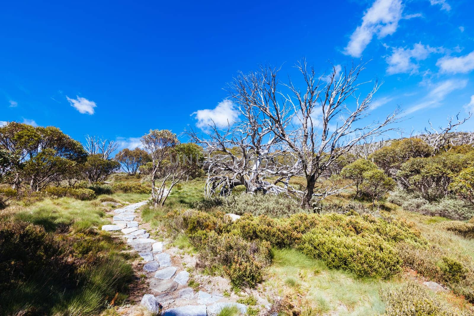 Landscape views along the Porcupine Walking Track on a summer's day in Kosciuszko National Park, Snowy Mountains, New South Wales, Australia