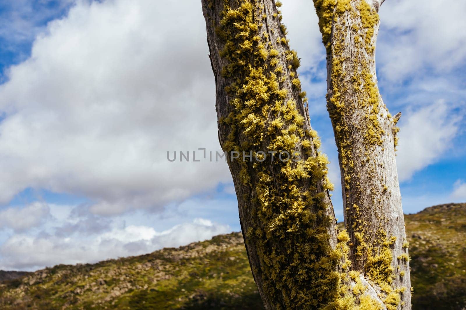 Landscape views along the Porcupine Walking Track on a summer's day in Kosciuszko National Park, Snowy Mountains, New South Wales, Australia