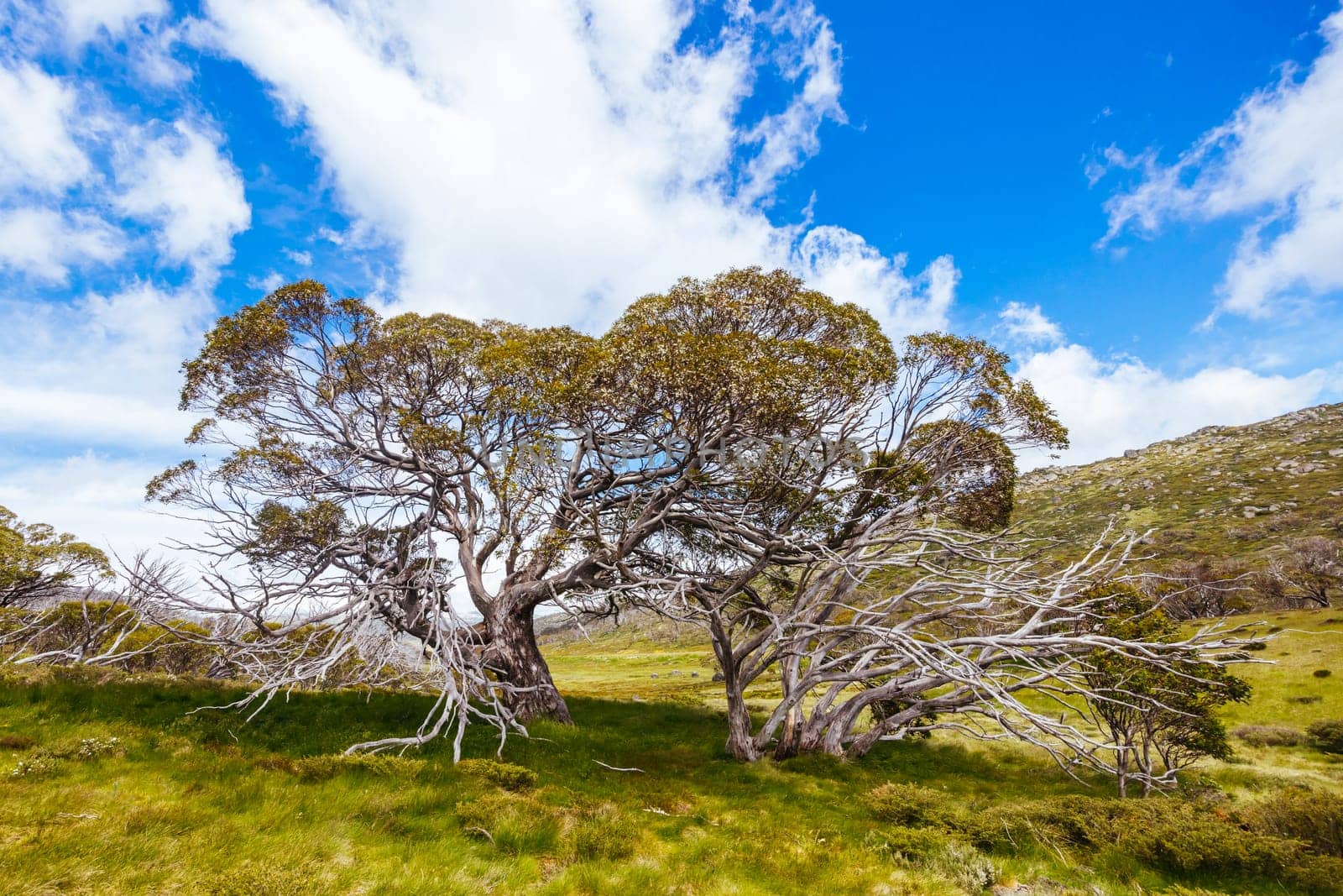 Landscape views along the Porcupine Walking Track on a summer's day in Kosciuszko National Park, Snowy Mountains, New South Wales, Australia