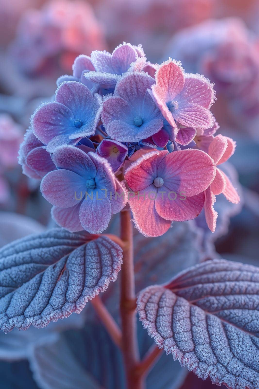 Beautiful frosted hydrangea flowers glisten in pink and blue, showcasing natures incredible beauty